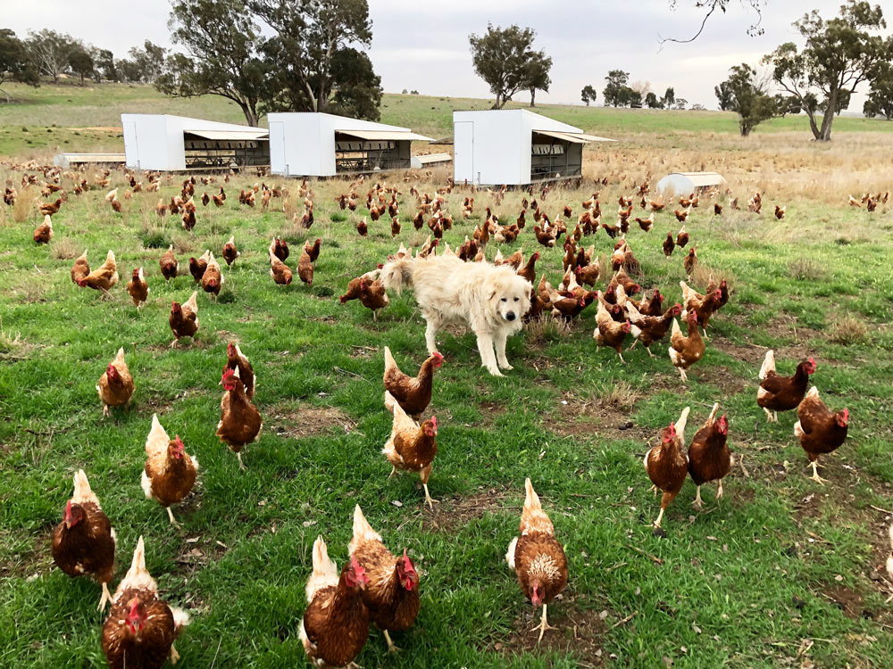 Hens with Dog