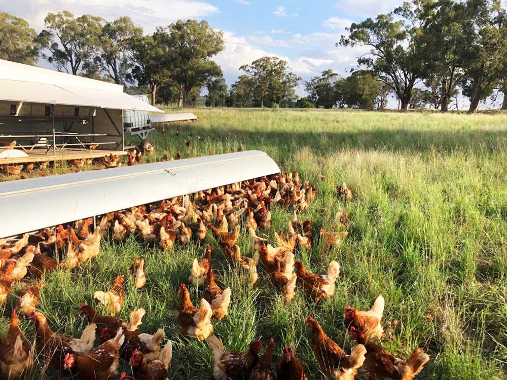 Feeders in Pasture